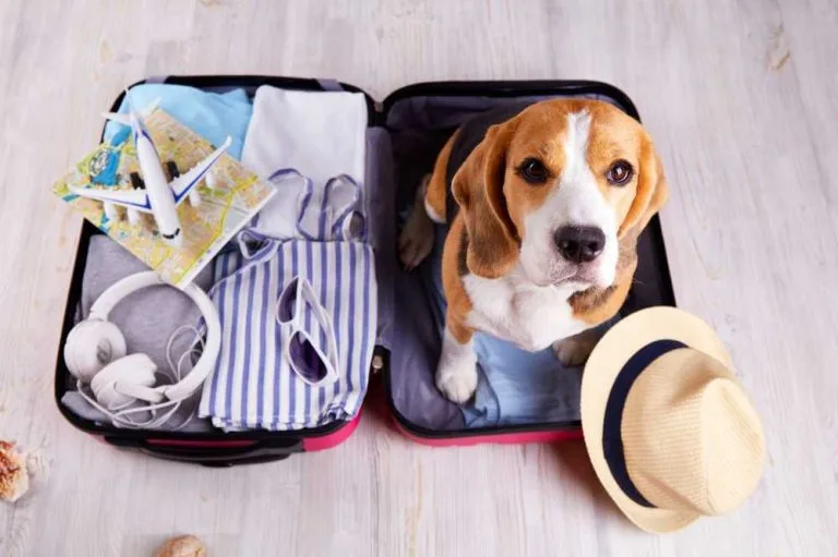 Dicas para Viajar com Pet: Preparação, Transporte e Hospedagem